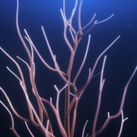mycoworks 1
